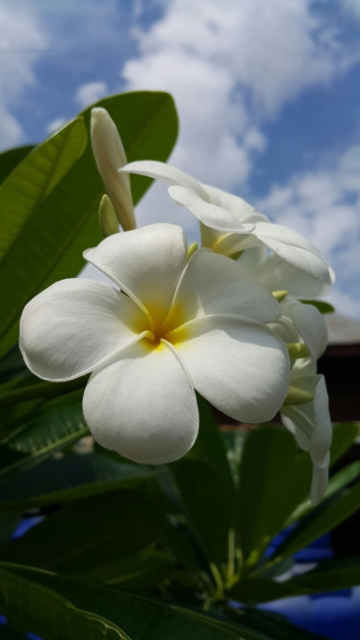 আমি তোমাকে ভালোবাসি বলিয়াই তুমি সুন্দর